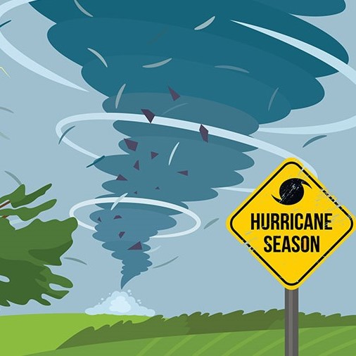 颱風把樹木連根拔起?